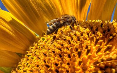 Konkurs „Nieoczywiste cuda natury”